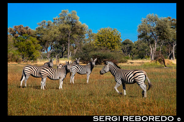 A herd of zebras prowling near Eagle Island Camp by Orient Express Camp, outside the Moremi Game Reserve in Botswana. NATIONAL PARK Chobe. One of the most famous game reserves in the world, Chobe National Park, is home to large populations of animals and over 450 species of birds. Known for its large herds of elephants and the beautiful region of Savuti, where you can see a lot of predators. One of its main attractions is the annual migration of zebras. It is the second largest national park in Botswana and covers 10,566 km ². Chobe has one of the largest concentrations of wildlife on the African continent as well as four different ecosystems: Serondela with its green plains and dense forests in the northeast of the river, the area Savuti Marsh in the west, the Linyanti Swamps in the northwest, and dry and hot area located between the three. The original inhabitants of the area were the San people, or Bushmen, hunters and gatherers who were constantly moving in search of water, food and wildlife. Other groups, such as Batawana Basubiya and joined the San. In 1931 the idea of ??creating a national park to protect wildlife from extinction, but was not officially established until 1960 booking. Seven years later, the reserve was declared a national park boundaries have expanded considerably since then. Chobe National Park has a large population of elephants, which has been steadily increasing during the twentieth century and is currently estimated at about 120,000. The Chobe elephant are migratory, making migrations of up to 200 km from the Chobe and Linyanti rivers, where they concentrate in the dry season, to the southeast of the park depressions, which are dispersed in the rainy season. In addition to elephants, you can see lots of other wildlife, especially in the dry winter months. It is at this time when large concentrations elefants, buffalos, zebras, giraffes, impalas and other animals are concentrated along the river to drink. Chobe National Park is an important destination for wildlife viewing of all types and a choice of safari that travelers can not miss, especially river safaris.
