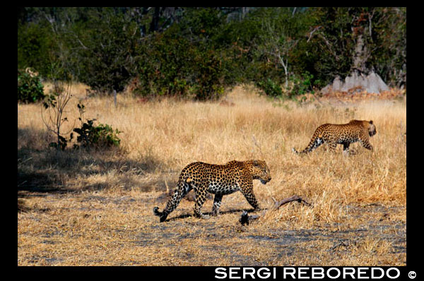 Un par de leopardos se cruzan en nuestro camino mientras realizamos el safari game cerca del campamento Khwai River Lodge de Orient Express en Botswana, en el interior de la Reserva Salvaje de Caza Moremi, Botswana. El leopardo es el otro gran felino de Africa, a la vez que el más extendido. A diferencia del león prefiere zonas con una amplia cobertura vegetal para vivir y cazar. Con un peso de entre ochenta y noventa kilos, el leopardo es un cazador solitario que sólo durante la época de cría se puede ver en compañía de algún congénere de sexo opuesto. Dotado de una excelente vista y un finísimo oído, el leopardo puede cazar desde anfibios y roedores hasta antílopes de considerable tamaño. LLegada la primavera, las hembras dan a luz un número variable de crías que pueden ser de dos a seis, aunque en los primeros días de vida sufren una gran mortandad que puede reducir la camada a menos de la mitad. A partir de las diez semanas, los cachorros ya empiezan a capturar pequeños animales e insectos, más como un juego que como una verdadera acción de caza. Cuando cumplen un año cuando los jóvenes leopardos colaboran activamente en las labores de caza antes de emanciparse definitivamente de su madre. El leopardo vive en casi todo tipo de parajes en la mitad sur de Africa y Asia. Es un especialista en la captura de primates. Los ejemplares melánicos son comunes en su especie y especialmente en Asia.