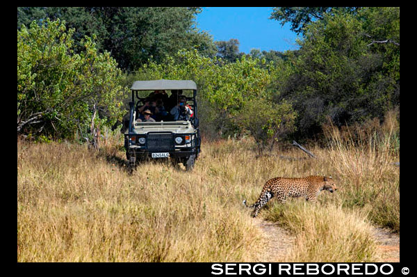 A leopard runs right in front of one of the 4x4 that are used for safaris, camp near Khwai River Lodge by Orient Express in Botswana, within the Moremi Game Wildlife Reserve, Botswana. Leopard, like most other panthers, is an animal that is kept alone. The cubs stay with their mothers for some time and during estrus couples are together for a few days, the rest of the time make a solitary life. REPRODUCTION: The mother chooses a hidden place, a den, where having the puppies, can be a cave, a hole left from another animal, a hole in a tree, among rocks, etc.. Each delivery typically born pups two to three, but may be one to six. The gestation period is 90 to 105 days. They are born with eyes closed, opening them four to nine days old. Birth weight is 430 grams to 1.0 kilograms. LONGEVITY: A Panthera pardus estimated longevity is about 15 years, amentando to 25 in captivity. POWER: This feline is fed medium and small mammals. In your diet includes monkeys, pigs, deer, etc.. It also eats birds and when hunger strikes, what you find. DESCRIPTION: The basic color of the Leopard is the yellow hair reddish hue varying from one individual to another, with dark blotches forming circular patterns, rosettes, in the body, very similar to the coat of the Jaguar of the Americas, which in the Leopard rosettes, usually are smaller. Leopard In the form melanin, the black panther, is common in Asian populations and relatively rare in Africa. We report an individual clear coat, which was creamy yellow and slightly darker rosettes. There is also documentation albino individuals. The adult Leopard manages to achieve in the head and body to 190 cm in length plus tail that can measure 95 cm, with a height of 80 cm at the shoulders. Body length is similar to Jaguar, but the queue is longer. The leopard does weigh up to 70 kilograms, making it lighter and smaller than the Jaguar. OTHER NAMES: The Leopard in English is known as "Leopard".
