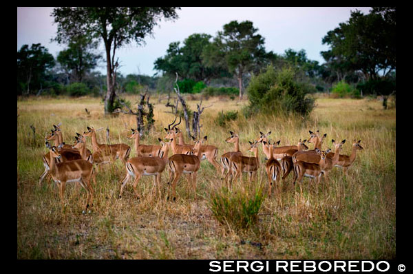 A herd of gazelles Thompson on alert for the attack of a predator near Camp Khwai River Lodge by Orient Express in Botswana, within the Moremi Game Reserve Wild. Thomson's gazelle gazelle is a relatively compact body, one of the most agile and elegant antelopes, forming large flocks that live near any water source Meadows North Africa. Its name comes from the nineteenth century Scottish explorer Joseph Thomson called. This is a gazelle relatively compact body, neck not very long, reddish fur on the upper parts and white on belly, inside of legs, throat, inside ears, and a few lines about black-lined eyes. On the sides, a black band separates white reddish fur. Both sexes have ringed horns that bend first backward and then upward, reaching 40 inches in males, which are longer and thicker than the females. They have well developed preorbital glands. The animal is very active and agile, which can run at 80 miles per hour. Most gazelles feed on a variety of plants, the Thomson eats mainly grass. During the rainy season in the Savannah, 90% of their diet is grass. In the dry season, leaving dry meadows and retreats into scrubland. There adapted diet and eats shoots and leaves of shrubs and bushes. To eat the gazelle cutting the grass with its sharp incisors. Chew each bite thoroughly before swallowing as all ruminants have an efficient digestive system and swallow food digested in the rumen (first stomach) before regurgitate and chew again. Then come back to swallow food passing through three stomachs to extract all the nutrients from the grass.
