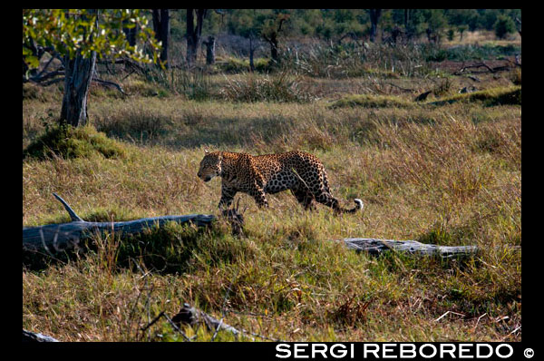 A leopard hunting camp near Khwai River Lodge by Orient Express in Botswana, within the Moremi Game Reserve Wild. The leopard is a smart and strong feline related to lions, tigers and jaguars. Lives in sub-Saharan Africa, North Africa, Central Asia, India and China. However, in some places are threatened, especially in regions outside Africa. Leopard feels so comfortable in trees that usually carry their prey to the branches. So, keep them away from scavengers such as hyenas. Also hunting from tree branches, where thanks to its colorful disguises to perfection until the leaves gives somersault over his victim. These nocturnal predators also attack antelopes, deer and pigs sneaking through the tall grass. When human settlements, also hunt dogs and, occasionally, people. Leopards are strong swimmers and also feel very comfortable in that environment, where sometimes prey on fish or crabs. Females can have puppies at any time of year. They are usually grayish with barely visible spots. The mother hides her cubs and transported from one safe place to another until they are old enough to play and learn to hunt. The puppies live with their mother for about a year, the rest of his life lonely behave. Most leopards are yellow with dark spots. A black leopards, whose coat color appears uniform because specks barely distinguishable, they are often called black panthers.