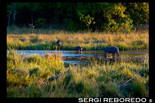 Some warthog crossing a river near Camp Khwai River Lodge by Orient Express in Botswana, within the Moremi Game Reserve Wild. The Warthog or Common Warthog is a wild member of the pig family that lives in grasslands, savannahs and forests in sub-Saharan Africa. In the past is commonly treated as a subspecies of P. aethiopicus, but today that scientific name is restricted to the Desert Warthog of northern Kenya, Somalia and eastern Ethiopia. The common name comes from the four large bumps like warts that are found in the head of the warthog, which serve as a reservoir of fat and are used for defense when males fight. Afrikaans speaking people call the animal "vlakvark" meaning "of the plain pork." Subspecies. Nolan Warthog - Burkina Faso, Ivory Coast, Democratic Republic of Congo, Ethiopia, Ghana, Guinea-Bissau, Chad, Mauritania, Nigeria, Senegal, Sudan. Warthog Cretzschmar Eritrea, 1828 - Eritrea, Ethiopia, Djibouti, Somalia. Warthog Central Lnnberg, 1908 - Kenya, Tanzania. Warthog South Lnnberg, 1908 - Botswana, Namibia, South Africa, Zimbabwe Description. The Warthog is medium as wild suid species. Head and body length ranges from size 0.9 to 1.5 m in length and shoulder height is from 63.5 to 85 cm. Women, 45-75 kg, are usually a little smaller and lighter than men, 60 to 150 kg. A warthog is identifiable by the two pairs of tusks protruding from the mouth and curve upward. The lower pair, which is much shorter than the upper pair, becomes razor sharp by rubbing against the upper pair every time the mouth opens and closes. The upper canine teeth can reach 25.5 cm long and are flattened circular in cross section, almost rectangular, which is about 4.5 cm deep and 2.5 cm wide. A tusk will curve 90 degrees or more from the root, and do not lie on a table, as it curves somewhat backwards as it grows. The tusks are used for digging, for combat with other hogs, and in defense against predators - the lower set can inflict severe wounds. Warthog ivory is taken from the constantly growing canine teeth. The tusks, more often the upper set, are worked much in the way of elephant tusks with all designs with reduced size. The tusks are carved especially for the tourism industry in eastern and southern Africa. The boar's head is large with a mane that goes down the spine to the middle of the back. Sparse hair covers the body. The color is usually black or brown. The lines are long and end with a lock of hair. Common Warthogs have no subcutaneous fat and the coat is sparse, making them susceptible to extreme temperatures. Ecology. Feeding on his knees. The warthog is the only pig species that has adapted to grazing and savanna habitats. Their diet is omnivorous, composed of grasses, roots, berries and other fruits, bark, fungi, insects, eggs and carrion. Diet is seasonally varied, depending on the availability of different foods. During the wet season warthogs graze on short perennial grasses. During the dry season they subsist on bulbs, rhizomes and nutritious roots. Warthogs are powerful search engines, using both snout and paws. While feeding, they often bend the front feet backwards and move around the wrists. Callused pads that protect the wrists during such movement very early in fetal development. Although they can dig their own burrows, they commonly occupy abandoned burrows of other animals anteaters. The boar usually reverses into burrows, with the head towards the opening and ready to burst if necessary. Warthogs wallow in mud to deal with the high temperatures and huddle together to deal with the cold. Although capable of fighting boar first defense is to run through quick sprinting. Main predators are humans boar, lions, leopards, crocodiles and hyenas. Cheetahs are also capable of capturing boars up to their own weight and prey like Verreaux's eagle owls and martial eagles sometimes prey on piglets. However, if a female warthog has any piglets to defend them aggressively. Warthogs can inflict mortal wounds on predators such as lions formidable, with battles sometimes ending with the lions bleeding to death. Warthogs have been observed allowing bands mongooses that prepares them to remove ticks.