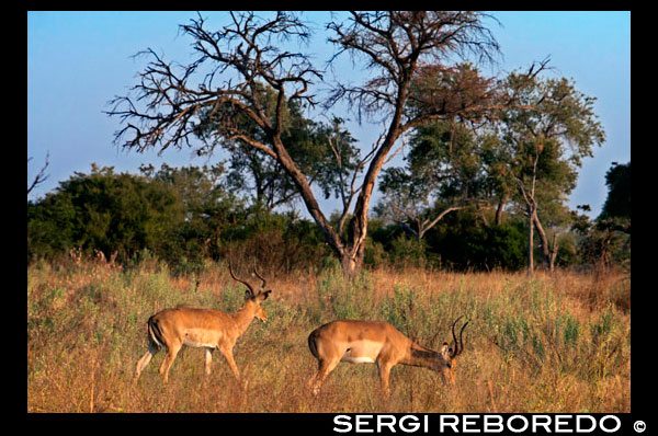 Two Grant gazelles graze and feed near Camp Khwai River Lodge by Orient Express in Botswana, within the Moremi Game Reserve Wild. Grant's gazelle (Nanger granti) is a species of artiodactyl mammal of the family Bovidae native of East Africa. Similar in appearance to the Thomson's gazelle, however, is larger, one of the largest in the genus. Tawny with a face mask and light belly, its horn is quite large, ringed and black, but varies depending on variety, and is present in both genders. The black band across the belly in Thomson's gazelle is practically absent in the Grant's gazelle. Their habits are more desert than other gazelle species, although not in the same parameters as the dama gazelle (antelope Mhor) or Sömering gazelle. Therefore its body is more resistant to heat and water shortage. The social structure of the Grant's gazelle is similar to that of other species of ungulates artidácilos of gregariousness. The herds are constutidas by groups of females and their young, while males once UNICAD independent of family clans gather in young males until after reaching maturity, can be lonely. During the breeding season, which coincides with the rainy season, the males mark territory (harem) where defend a group of females of their property against other males. Apart from man, the Grant's gazelle suffer a high level of predacción by lions, hyenas and wild dogs, though the main enemy of cheetah and leopard. Occasionally, as recentales, are attacked by jackals and raptors com Martial Eagle.