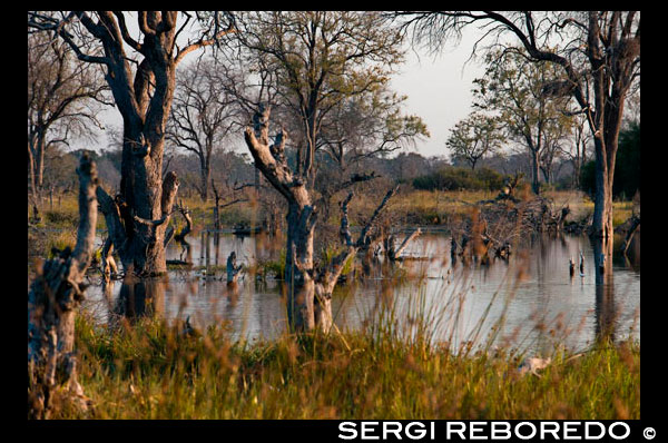 Paisaje inundado en la época de llvuas en el Delta del Okavango cerca del campamento Khwai River Lodge de Orient Express en Botswana, en el interior de la Reserva Salvaje de Caza Moremi. Botswana. A pesar de no ser ni un parque nacional ni una reserva, el Delta del Okavango es a Bostwana lo que pudiera significar el Kruger para Sudáfrica o el Serengeti para Tanzania. Ningún safari en Bostwana estaría completo sin haber visitado esta maravilla de la naturaleza. Por la importancia que esta delta tiene en todo el ecosistema del país, tiene un hueco especial. El Delta del Okavango cubre una extensión de unos 15000 kms2 a través de un laberinto de lagunas, canales e islas antes de desaparecer en el sur en las arenas del gran desierto del Kalahari; de hecho, el delta es conocido como “la joya del Kalahari” al constituir un verdadero oasis natural en medio de la aridez del territorio. Cada otoño, las lluvias abundantes de las tierras altas de Angola dan vida a este reseco paisaje localizado a más de 1000 kms de distancia. Este agua procedente de las lluvias desciende por las colinas hasta el río Okavango, que a través de sus 1430 kms de longitud fluye atravesando la región Namibia de Caprivi antes de entrar en Bostwana por el este de Shakawe. Es entonces cuando más de 18500 millones de metros cúbicos de agua se dispersan por los llanos del paisaje hasta llegar al desierto. A medida que las aguas van llenando las polvorientas cuencas el paisaje va cobrando vida transformándose en un hermoso mosaico de exuberantes praderas, marismas, bosques de miombo, bosques de mopane, islas anegadas y lagunas abiertas dominadas por papiros, palmeras y canales serpenteantes cubiertos por millones de nenúfares. En función de las lluvias caídas en Angola y del nivel del agua, las islas aparecen y desaparecen; así por ejemplo en el mes de mayo, el delta acoje a gran número de animales que acuden en busca de los verdes pastos.  La estación de lluvias en el delta coincide con la de Angola que tiene lugar entre los meses de octubre y abril y que produce la crecida del río Okavango. Estas lluvias suelen ser más intensas en el norte del delta y de menor proporción en la zona del sur. En la ciudad sureña de Maun, el contraste de temperaturas en los meses de invierno es muy notorio (entre 6º y 23º), no siendo nada extrañas las heladas durante las olas de más frío; sin embargo, en los meses veraniegos las temperaturas pueden superar los 35º en los meses más calurosos (octubre). En los meses de julio a septiembre las lluvias son nulas y prácticamente inexistentes en mayo y junio; por contra los meses más lluviosos suelen ser los que van desde diciembre a marzo. La mejor época para visitar este bello ecosistema estaría un poco en función de lo que se pretenda observar;si lo que se busca es poder contemplar a los grandes mamíferos la mejor época para ser visitado sería la comprendida entre los meses de mayo y octubre ya que es cuando el nivel de las aguas bajan y por lo tanto los animales se concentran en sus alrededores, pero si lo que se pretende es observar la amplia avifauna que habita, quizás la mejor época sea entre los meses de noviembre y abril que es la temporada de lluvias. En cualquier caso, cualquier caso se visite cuando se visite uno no puede dejar pasar la oportunidad de dar un paseo en mokoro durante unas horas. Una experiencia única que a buen seguro marcará a todo visitante que sepa apreciar la naturaleza. Otros lugares de interés localizados en las proximidades al delta serían las Cavernas de Gcwihaba (conocidas como las cuevas de las hienas o Cueva de Drotsky) para lo que se requiere obtener permiso de los lugareños de Nxainxai y estar equipado con linternas y provisiones. La entrada cuesta unos 5US$ pp y se pueden contratar su visita desde Maun; las Colinas Aha que con más de 700 millones de años y 300 mts de altura se localizan entre la frontera de Bostwana y Namibia. La sensación de estar aislado del mundo en este lugar es total; o las famosas Colinas Tsodillo que realmente están constituidas por 4 colinas inmersas en cientos de mitologías y leyendas que engloban más de 2750 pinturas rupestres de origen san.
