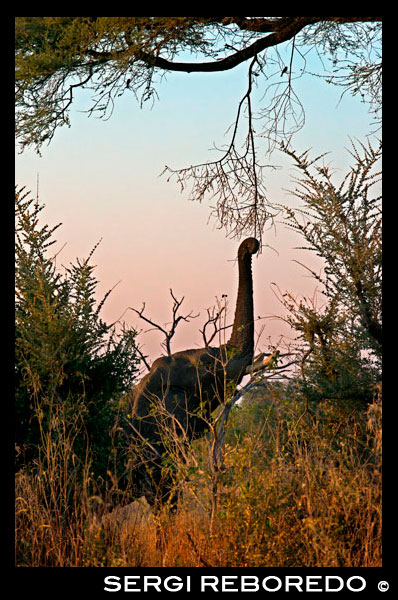 An elephant stretching its trunk to eat the branches of a tree near Camp Khwai River Lodge by Orient Express in Botswana , within the Moremi Game Reserve Wild . Botswana said to protect the elephants. The Minister of Environment of Botswana announced that commercial hunting of elephants and other wild animals shall be prohibited from 2014 to prevent further population decline of these species. Today, eight months after hip fracture untimely and scandal starring the king of Spain while hunting elephants in Botswana , the Minister of Environment of the country told the BBC that " the hunting of wild animals for sport or for trophies no longer supports our commitment to preserve the local wildlife . " As collected at the time Salva la Selva , Professor Rudi van Aarde , elephant expert and prominent environmentalist, discusses in his study " Elephants : Facts and fables " Africa currently has only half the elephants with which counted for 40 years. Between 1970 and 1989 poaching reduced the number of elephants to about 500,000 . Specifically in Botswana , there are now some 130,000 elephants. This represents one third less than the elephant itself was in Botswana at the beginning of the twentieth century . For his part , Mr Rann , who coordinated the safari in which participated the King , supported the idea that hunting elephants actually makes them a good. Many mass media picked up this idea and presented as an argument of the supposed benefits of hunting wild animals. " There are too many elephants " repeating one another. Botswana Minister now with your decision belies these statements very rigorous and trying to justify the figure untouchable until recently Spanish king . The monarch publicly admitted that he was sorry , that he was wrong and did not happen again . Rainforest Rescue holds that species conservation is a decision much more productive and successful than the fun of billionaires , which can pay up to $ 30,000 to kill each elephant . Botswana welcome the decision to ban the hunting of elephants , and we recommend the immediate entry into force of the measure , which however is delayed until early 2014. Illegal ivory trade since 1989 was regulated international trade in ivory , last year saw the highest number of seizures of illegal ivory . This business also revives elephant hunts . The ivory is used to make souvenir or as a status symbol , and each piece made ??of this material represents a dead elephant . Before the scandal starring the king of Spain , Rainforest Rescue responded with a protest cyberaction attended by more than 11,500 (eleven thousand five hundred ) . GeaPhotowords collected and illustrated an opinion column we wrote with our impressions of the scandal that filled covers earlier this year: De Reyes , Ecologists and Elephants . Rainforest Rescue requires prohibit commercial and sport hunting of animals worldwide. Killing animals for fun and hang their heads as trophies in the halls of the very rich is nonsense