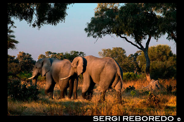 Un ramat d'elefants al vespre prop del campament Khwai River Lodge d'Orient Express a Botswana, a l'interior de la Reserva Salvatge de Caça Moremi. ¿SUPER POBLACIÓ D'ELEFANTS A BOTSWANA? LLICÈNCIA PER MATAR "L'excessiva població d'elefants a Botswana està arrasant el país". S'estima que a principis del Segle XX la població d'elefants a l'Àfrica era d'uns 10 milions, encara que alguns parlen de quinze. L'any 1970 la població d'elefants africans era de 2,5 milions. En menys d'una dècada van ser aniquilats 1 milió. Així el 1979 es calcula que hi havia 1,5 milions. No és fins a 1989 quan la CITES decreta la prohibició del comerç de productes d'elefants perquè s'estima que el nombre de paquiderms ronda els 600.000. En l'actualitat les xifres ballen entre 400.000 i 600.000 exemplars a tot el continent. Això confirma que des de 1989 la matança d'elefants ha continuat malgrat l'augment experimentat en algunes zones. La caça furtiva i els conflictes armats han minvat la població en alguns països, com és el cas de Libèria on s'ha perdut el 95% de la població en les últimes dècades i es calcula que quedaran uns mil. No obstant això en altres països amb més estabilitat política, social i econòmica el nombre d'elefants ha crescut de manera important. Però en línies generals la població al continent africà segueix sent més o menys la mateixa que quan es va decretar la prohibició l'any 1989. Botswana és un d'aquests països que destaca per haver aconseguit doblar la població d'elefants des que es prohibís la caça. Es calcula que abans de 1989 hi havia uns 70.000 i que ara pot haver-hi entre 130.000 i 140.000. I aquesta és l'excusa per autoritzar ara, tot i que l'espècie manté la condició d'vulnerable a tot el continent. El secretari Generalde CITES John Scanlon aquest mateix any, al febrer de 2012, ha indicat sobre la matança de 450 elefants al Camerun, que l'augment de la caça furtiva era greu en els 38 estats on viuen els elefants africans. Nosaltres diem més, ja que si als caçadors furtius i als conflictes bèl · lics li sumem la caça "legal", el futur de l'elefant segueix sent tan incert com l'any 1989. ¿Però que diuen els caçadors després de la desafortunada i vergonyosa foto del nostre monarca, rifle en mà amb un elefant abatut i estampat contra el tronc d'un arbre? Doncs que l'excessiva població d'elefants a Botswana està arrasant el país i, a sobre algun agosarat aficionat a aquesta pràctica,-com menys cruel-, diu fins i tot que "per haver matat un elefant ha salvat vint". (Informatius Telecinco de les tres de la tarda de dilluns 15 abril, 2012). Aquest últim argument correspon al fet que el que costa matar un elefant es reinverteix en la reserva i d'aquesta manera està contribuint al control i supervivència de l'espècie ... I com no ens convencen aquests arguments perquè sempre són els mateixos, ja cacin elefants, llops, cérvols o conills, volem respondre i desemmascarar la trista i vergonyosa realitat que s'amaga rere està proclamació de bones "accions" i intencions. Pel que fa al nombre d'elefants que hi havia a Botswana abans de 1970 l'únic que sabem és que eren centenars de milers. Potser la mateixa quantitat que hi ha ara a tot el continent. Com és que abans havia territori per a tants i avui una població tan minvada pot arrasar tot? Segons "experts" caçadors, les principals causes són: L'agricultura i ramaderia intensiva i l'augment de la població d'éssers humans, que en 30 anys s'ha triplicat. I per tant no hi ha sòl per a tots ni per tant. Pel que fa al bestiar, si ens situem al començament del segle XX (amb més de 10 milions d'elefants a l'Àfrica), el 97% de la població d'aquest país vivia al camp i cada família posseïa almenys dues vaques. Fins l'any 71 l'única riquesa d'aquest país era la ramaderia extensiva dins del desert del Kalahari, i tot i així va aconseguir ser un dels països que més guanyat exportava al món, sobretot als països de l'Àfrica austral. Quants elefants hi havia llavors a Botswana? El que està clar és que des que es va inaugurar la major mina de diamants del món en Orapa, el panorama va canviar de forma radical. La ramaderia es va fer intensiva i avui és un dels grans pilars de l'economia d'aquest país, però cal dir que l'àrea de major producció vacuna es dóna al sud-est, pel que no es veu afectada pels territoris d'elefants que estan sobretot al Parc Nacional de Chobe i el Delta de l'Okavango al nord del país i, en menor quantitat, en els parcs que se situen a la zona centre-en ple cor del Kalahari-, i en el Sud-oest, el Parc Natural de gemsbok. (Tots dos constitueixen una estepa desèrtica que permet la pastura en certes temporades). Per cert, és la ramaderia intensiva la qual s'està produint un ràpid empobriment dels sòls i demanda altres més fèrtils ... Quant a l'agricultura aquesta constitueix només el 1,6% del PIB del país, segons dades de 2006-2007. Només el 5% del sòl de Botswana és apte per al cultiu (el 85% és desert) i és en el seu subsòl on hi ha la riquesa d'aquest país ja que és molt ric en minerals (segon productor global de diamants després de Sud-àfrica i en que fa a la qualitat dels diamants, és el primer del món) i això i la bona gestió del govern és el que ha fet que Botswana ocupi, segons el Banc Mundial, la primera ubicació entre els països de l'Àfrica. El problema està en les pressions per convertir les terres fèrtils en àrees de conreu en detriment de les àrees destinades a espècies silvestres. Al Delta de l'Okavango hauria potencialitat per al desenvolupament agrícola ... I el creixement demogràfic? és cert que hi ha hagut una evolució. D'un cens de 574.094 persones en 1971 (no molt fiable) es passa a un 1.326.796 el 1991. En l'actualitat, segons dades de 2008, la població és de 1.842.323. La major part de la població, el 80%, es concentra a la franja aquest i en ciutats (recordem que a la primera meitat del S. XX el 97% vivia al camp) pel que es manté força allunyada de les reserves. És significatiu que el nombre d'habitants sigui de 3 per km2 mentre que és Espanya és, segons dades de 2011, de 93,51. Ens alleuja molt saber que els elefants no van aixafant als habitants del país