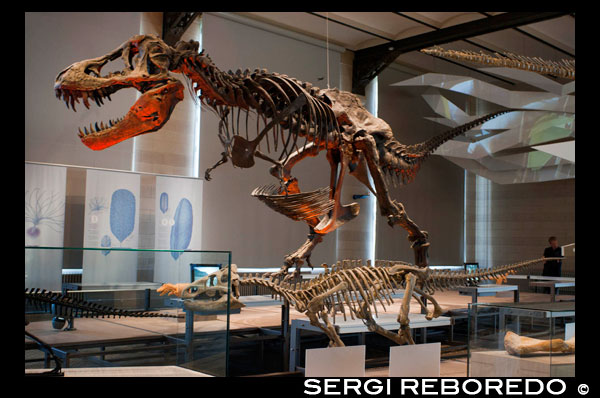 The museum is famous for its collection of dinosaur skeletons, the largest in Europe and one of the largest in the world.