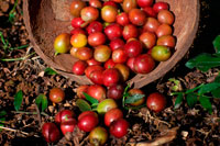 Atiu Island. Cook Island. Polynesia. South Pacific Ocean. Some of the coffee beans grown in the Atiu Coffee Factory in Atiu Island.  Coffee has been grown on Atiu for as long as people remember. Missionaries established it commercially in the early 19th century. By 1865 already, annual exports of coffee from the Cook Islands amounted to 30,000 pounds. The islands' ariki (high chiefs) controlled the land used for planting and received most of the returns. The commoners often saw little if any reward for their labour. In the late 1890s, Rarotongan coffee production suffered due to a blight that affected the plants. Coffee production declined and had to rely more on crops from the outer islands Atiu, Mauke and Mangaia. World Wars I and II resulted in a further export reduction and eventual standstill. In the 1950s, the co-operative movement in the Cook Islands generated  the re-establishment of coffee as a cash crop. On Atiu, under the supervision of New Zealand Resident Agent Ron Thorby and the Cook Islands Agriculture Department, new coffee plantations were established (left: Are Pua coffee plantation). The raw coffee was destined for export to New Zealand where it was processed and marketed. When Juergen Manske-Eimke (right) settled on Atiu in 1983, the coffee industry had collapsed. Government stepped back and left the plantations to their landowners. 