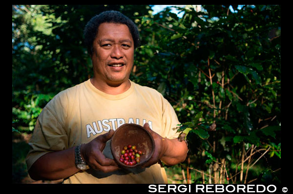 Atiu Island. Cook Island. Polynesia. South Pacific Ocean. One of the growers teaches coffee beans grown on the island of Polynesia.  Atiu has a long history of growing coffee. Missionaries established it commercially in the early 19th century. By 1865, annual exports of coffee from the Cook Islands amounted to 30,000 pounds. The islands' ariki (high chiefs) controlled the land used for planting and received most of the returns. The commoners often saw little if any reward for their labour. In the late 1890s, Rarotongan coffee production suffered due to a blight that affected the plants. Coffee production declined and had to rely more on crops from the outer islands Atiu, Mauke and Mangaia. World Wars I and II resulted in a further export reduction and eventual standstill. In the 1950s the co-operative movement in the Cook Islands resulted in the re-establishment of coffee as a cash crop. On Atiu, under the supervision of New Zealand Resident Agent Ron Thorby and the Cook Islands Agriculture Department, new coffee plantations were established. The raw coffee was destined for export to New Zealand where it was processed and marketed. By 1983, the coffee industry had collapsed. Government stepped back and left the plantations to their landowners. The poor financial return from selling their coffee to a Rarotongan company for processing had prompted the farmers to stop production except for their own private use. The plantations were overgrown with creepers. Commercial coffee production was revived sometime in 1984, with the founding of Atiu Coffee Factory Ltd. by German economist Juergen Manske-Eimke. As of 2012, the Atiu Coffee Factory managed 39 hectares of land and produced 4.5 tonnes of roasted beans.