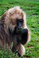 The gelada (Theropithecus gelada) is a species of primate Cercopithecidae family endemic to the Ethiopian highlands. Like baboons, are terrestrial and spend time feeding in the meadows. Some authors include in the genus Papio gelada, but since 1979 it has been included in another separate genus, Theropithecus. Theropithecus gelada is the only living species, although there are at least two separate lineages in the fossil record.