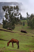 A horse grazing in a valley of the Simien Mountains. It may not go so far off. Simien Mountains (which in Amharic means "North"), a World Heritage Site by Unesco, with its 180 square kilometers of unique beauty, is territory of the endemic gelada baboons. For the hiker, check how herds of up to 400 individuals of these monkeys roam at an altitude of between 2000 and 4000 meters, is a thrilling experience.