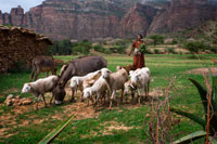 A farmer walks his cattle on the plains to the mountains of Gheralta. At the core of Tigray region of northern Ethiopia, known for its magnificent mountain range, home to magnificent rock churches, some famous for its architecture, paintings and manuscripts and others known for their magnificent view, is the Gheralta Lodge . This territory is known as the open air museum as there are many churches carved into the rock. The scenery is spectacular and increasingly deserted as you go up, besides the visit to the spectacular church Chircos Wukro protruding from a cliff. In Gueralta there are 35 churches nestled in places almost impossible.