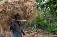 A farmer transports the straw that has reaped the road from Wukro to Mekele. Wukro and Wukro Cherkos. Wukro is a mid-size city located between Adigrat and Mekele and convenient as a center from which to explore this rich and fascinating part of Tigray. His church carved into the rock Wukro Cherkos is definitely the most accessible of Tigray and one of the most impressive, although not as monolithic.