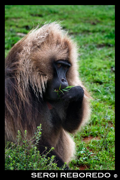 The gelada (Theropithecus gelada) is a species of primate Cercopithecidae family endemic to the Ethiopian highlands. Like baboons, are terrestrial and spend time feeding in the meadows. Some authors include in the genus Papio gelada, but since 1979 it has been included in another separate genus, Theropithecus. Theropithecus gelada is the only living species, although there are at least two separate lineages in the fossil record. Although today the gelada are restricted to Ethiopia, fossils of the genus known from South Africa, Malawi, Democratic Republic of Congo, Tanzania, Uganda, Kenya, Ethiopia, Algeria, Morocco, Spain and India. It can be distinguished from baboons by brightly colored skin on his chest. The stain is poorly defined and, in males, is dyed red and surrounded by white hair. In females, the stain is much less pronounced. However, during summer, the stain of females becomes shiny and dotted with blisters. This process is similar to the swelling of the buttocks during estrus, which is common in baboons.