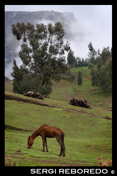 A horse grazing in a valley of the Simien Mountains. It may not go so far off. Simien Mountains (which in Amharic means "North"), a World Heritage Site by Unesco, with its 180 square kilometers of unique beauty, is territory of the endemic gelada baboons. For the hiker, check how herds of up to 400 individuals of these monkeys roam at an altitude of between 2000 and 4000 meters, is a thrilling experience. Known as monkey lion, which directly affects its lush mane, his presence is a classic in these latitudes. Coexist in space and time with other surprises: the Abyssinian ibex (Walia), the Ethiopian wolf (less numerous) or saltarrocas antelope. The richness of the area (as well as the proliferation of birds) is complete with a majestic flora where we can not forget the rhynchopetalum Lobelya endemic. With a wealth of attractions of such a high caliber, it is not surprising that the camera works without ceasing.