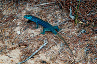 Formentera. formentera Gecko lizard couple Podarcis pityusensis formenterae