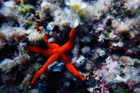 Formentera. See star at Arch area, Formentera, Balearic Islands, Mediterranean Sea, Spain. The Arch offers a rich, recreational seascape. It is an ideal dive site to brush up on your diving techniques or to simply enjoy a pleasant dive. Diving at the Arch is perfect for practicing your diving technique because diving can take place at all levels: from 3 to 15 metres, with a progressive depth gradient. The Arch is also one of the best dive sites in Formentera for initiation dives, as it offers a fascinating dive at shallow depths.