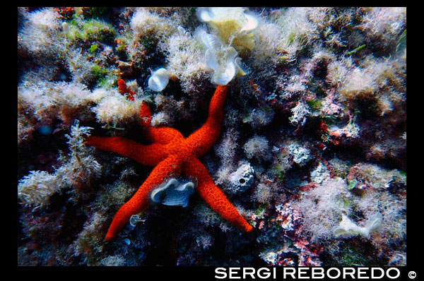 See star at Arch area, Formentera, Balearic Islands, Mediterranean Sea, Spain. The Arch offers a rich, recreational seascape. It is an ideal dive site to brush up on your diving techniques or to simply enjoy a pleasant dive. Diving at the Arch is perfect for practicing your diving technique because diving can take place at all levels: from 3 to 15 metres, with a progressive depth gradient. The Arch is also one of the best dive sites in Formentera for initiation dives, as it offers a fascinating dive at shallow depths. Spain; Formentera; red; see; star; coral; dive; diving; diver; arch; area; blue; depth; island; balearic; Baleares; atrraction; destination; Europe; European; holiday; adventure; aquatic; balearic; cave; cavediving; cavern; coral; coralreef; coralreefs; dive; diver; diving; eivissa; europe; extreme; fauna; format; gerald; hobby; holiday; horizontal; ibiza; in; islamorada; islands; marine; mediterranean; mr; n; nature; nowak; ocean; pine; pityuses; reef; reefs; rm; scuba; sea; sealife; spain; sport; sportdiver; sportdiving; sports; swim; swimming; tourism; tourist; travel; travelling; underwater; underwaterphoto; underwaterphotography; underwaterpicture; underwaterworld; vacation; wall; water; watersport; wildlife; travel; islands; mediterranean; photos; place; spanish; sun; tourism; touristic; vacation; view; Balearics; beautiful; beauty; paradise; fun; happy; coastal; paradisiac; popular