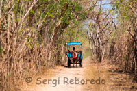 On the island of Gili Meno no motorized transport and the only means to move from side to side of the island are cycling and horse-drawn carts. It is customary to tour the island in these wagons.
