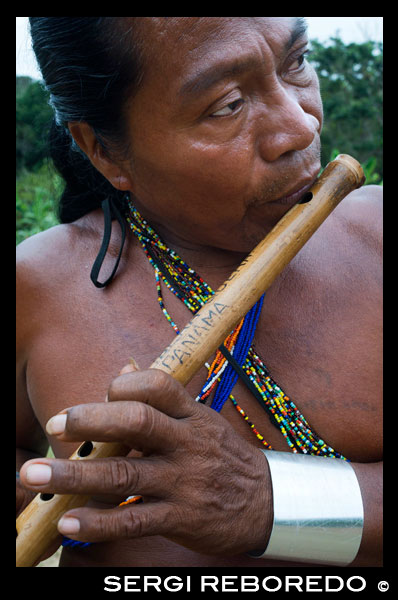 Música y baile en el pueblo de la Native Indian Tribe Embera, Embera Village, Panamá. La gente de Panamá Embera Indian Village Indígena Indio Indios nativos americanos nativos lugareños locales Chagres Nacionales Parque. Embera Drua. Embera Drua se encuentra en la cuenca alta del río Chagres. Una presa construida sobre el río en 1924 produjo el Lago Alajuela, el suministro principal de agua para el Canal de Panamá. El pueblo está a cuatro kilómetros río arriba desde el lago, y rodeada por un parque nacional de 129.000 hectáreas de bosque tropical primario. Lago Alajuela se puede acceder en autobús y mini-van de la ciudad de Panamá. Se encuentra a una hora de la ciudad, cerca de la localidad de Las Cumbres. Desde un lugar llamado Puerto El Corotu (menos un puerto de un banco fangoso con una pequeña tienda que sirve como un muelle para embarcar y desembarcar de canoas) en la orilla del lago, se tarda 45 minutos a una hora para subir el Río Chagres a Embera Drua ina una piragua motorizada. El pueblo fue fundado en 1975 por Emilio Caisamo y sus hijos. Primero llamaron comunidad 2.60, ya que era el nombre de la estación meteorológica construida por la Comisión del Canal de Panamá ubicado un poco río arriba de la actual comunidad. Los hijos se casaron y trajeron a sus esposas a vivir en la comunidad que más tarde atrajo a más familias. La mayoría de los habitantes del pueblo se trasladó fuera de la Región de Darién - cada vez más peligroso debido a las incursiones de los guerrilleros colombianos y narcotraficantes - y para estar más cerca de la ciudad para tener un mejor acceso a sus servicios médicos y oportunidades educativas. En 1996, los pobladores adoptaron un nombre que refleja su identidad y comenzaron a llamar a su comunidad Embera Drua. En 1998, el pueblo sumó una población de 80 El liderazgo social y político del pueblo está dividido entre el Noko o jefe de la aldea, el segundo jefe, la secretaria, el contador y todos los comités. Cada comité tiene su presidente, y su contador, ya veces un secretario. Embera Drua tiene un comité de turismo que organiza itinerarios y actividades para grupos de visitantes y un comité de artesanos para ayudar a los artistas en la venta de sus cestas y tallas intrincadas. Dicha organización es un fenómeno relativamente nuevo, pero es inspirador ver cómo la comunidad ha abrazado. El pueblo de Embera Drua tiene su propia ONG. Sus objetivos son apoyar al pueblo y promover el turismo y sus artesanos. Gracias a sus esfuerzos, los pobladores de Embera Drua ahora poseen títulos de propiedad de sus tierras. Sus objetivos principales son ayudar al pueblo a convertirse en económicamente autosuficiente. La gente de la aldea de Parara Puru más abajo Chagres, se han unido a la ONG también. Si usted desea apoyar a su ONG, en contacto con ellos directly.The clima es tropical con dos estaciones bien diferenciadas. La temporada de lluvias dura alrededor de siete meses a partir de abril a octubre y la estación seca es de noviembre a marzo. La temperatura es bastante constante durante el año y varía desde los altos de 80 (alta C de 20) durante la mitad del día a los años 70 (C baja del 20) por la noche. El paisaje protege al pueblo de los fuertes vientos del invierno todavía mantiene bastante ventoso que el pueblo está casi libre de los insectos que pican.