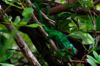 Reunion Island is home to a variety of endemic birds. The largest native land animal that survives today is the Furcifer pardalis, ie the panther chameleon. Much of the western coast of the island is surrounded by a coral reef with rich fauna. The local fishermen used to fish for sharks, dogs and cats living as bait. This practice is prohibited, and is fined $ 1,000 for the first indictment and 200 euros for the following.