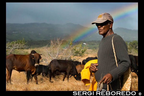 Sunset with rainbow background. A Ramadero care of his cows. In Réunion, its magnificent scenery, unspoilt nature and magnificent possibilities for hiking have given international fame. But the meeting, located east of Madagascar in the Indian Ocean, is also an island that has taken advantage of their different influences.