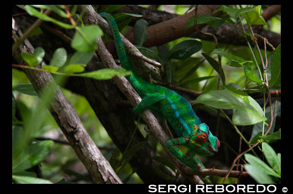 Reunion Island is home to a variety of endemic birds. The largest native land animal that survives today is the Furcifer pardalis, ie the panther chameleon. Much of the western coast of the island is surrounded by a coral reef with rich fauna. The local fishermen used to fish for sharks, dogs and cats living as bait. This practice is prohibited, and is fined $ 1,000 for the first indictment and 200 euros for the following.
