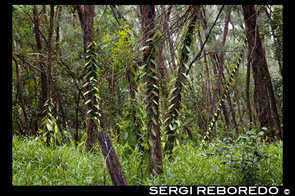 Bourbon orchids plantations. Vanilla pods are plant stems lianosa climbers. The pods are filled with seeds. It belongs to the family of orchids. Need humid tropical climates to grow. To get the vanilla, should take these pods when still green and left to ferment, then exposed to the sun for 2 days and then stored in trunks about seven months, in a well ventilated area. In this way they get that flavor, the aroma and the color brown. It is native to Mexico. The Aztecs used it to sweeten the chocolate. After descubirimiento of America, was brought to Spain by the colonizers as well as chocolate. The Spanish bakers started using vanilla to flavor cakes, ice cream, candy, cream or custard .... The major global producers of vanilla are Madagascar, the Comoros and Reunion. Followed by Mexico, Indonesia, Polynesia and the West Indies. Classes vanilla: 100 species of orchid of the genus Vanilla, only grown 3: Vanilla Pompona or vanillon: Antillean origin. Fragans or Vanilla planifolia: Mexico and Indonesia origin. Bourbon Vanilla: origin of Reunion Island, formerly called Bourbon. Comores.Es also in Madagascar and best of all, in all aspects. Vanilla Tahitensis: Tahiti origin. It has a distinctive anise flavor and peppery. It is also very appreciated. Conservation Vanilla: Be natural or artificial, should be kept in airtight glass containers and should be stored in a cool, dry place. Using Vanilla in the Kitchen: Natural vanilla has a long life and can be used more than once. Also sells a arificial or synthetic vanilla, vanillin is called, which is packaged in a white powder, packaged in glass jars. In Europe we can find in the shops of the following ways: Bourbon vanilla, vanilla bean powder, vanilla sugar with natural vanilla extract and natural vanilla extract. Vanilla Medicinal properties: digestive properties are attributed, tranquilizers, and antipyretic aphrodisiac.