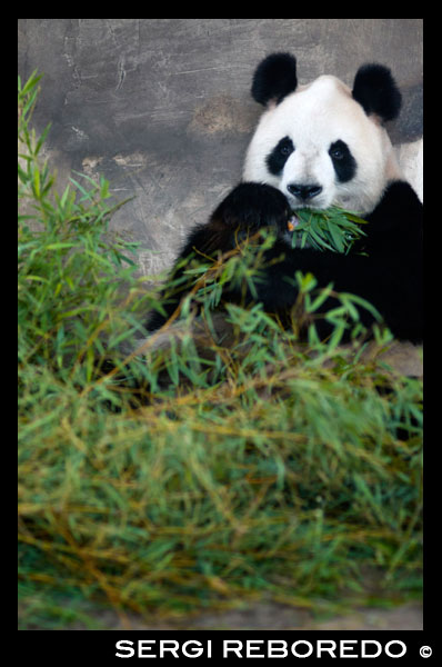 Oso de panda gigante en Shanghai, China. El panda (Ailuropoda melanoleuca, lit. "gato-pie blanco y negro";? Dàxióngm o, también conocido como el oso panda o el panda gigante, para distinguirla de la panda rojo no relacionado, es un oso [3] nativa a sur el centro de China . [1] se reconoce fácilmente por los remiendos negros grandes, distintivos alrededor de sus ojos, sobre los oídos, ya través de su cuerpo redondo. Aunque pertenece al orden de los carnívoros, la dieta del panda es más del 99% de bambú. pandas en estado salvaje de vez en cuando va a comer otras hierbas, tubérculos silvestres, o incluso la carne en forma de pájaros, roedores o carroña. en cautiverio, pueden recibir la miel, huevos, pescados, ñames, hojas de arbustos, naranjas o plátanos junto con comida especialmente preparada el gigante panda vive en las cordilleras pocos en el centro de China, principalmente en la provincia de Sichuan, sino también en Shaanxi y Gansu. Como resultado de la agricultura, la deforestación y el desarrollo de otros, el panda ha sido expulsado de las zonas de tierras bajas donde una vez vivió . el panda es una conservación de las especies en peligro confiada. un informe de 2007 muestra 239 pandas que viven en cautiverio dentro de China y otros 27 fuera del país. Estimaciones de población varían salvajes; una estimación muestra que hay cerca de 1.590 personas que viven en la naturaleza, mientras que un estudio 2006 vía análisis de la DNA estimaba que esta cifra podría ser tan alto como 2.000 a 3.000. Algunos informes también muestran que el número de pandas en estado salvaje está en aumento. Sin embargo, la UICN no cree que haya suficiente certeza todavía para reclasificar la especie de En Peligro a Vulnerable. Mientras que el dragón ha servido a menudo como emblema nacional de China, a nivel internacional el panda parece al menos tan comúnmente. Como tal, está siendo ampliamente utilizado en China en contextos internacionales, por ejemplo, como una de las cinco mascotas Fuwa de los Juegos Olímpicos de Beijing.
