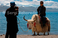 A Chinese tourist is photographed standing on a yak in the lake Nam Tso. Namtso is renowned as one of the most beautiful in the mountains Nyainqentanglha. Often incorrectly said to Namtso is the highest lake in Tibet (or even the world), or saline lake is the highest in the world, but there are many small lakes at altitudes over 5,500 m in the Himalayas and the Andes. Among the lakes with an area of over 50 km ², the highest lake of fresh water is Lake Sengli, at an altitude of 5386 m and an area of 78 km ², while the salt lake higher the lake Meiriqie, at an altitude of 5354 m and an area of 64 km ² (both found in Tibet). However, if that is the Namtso highest lake in the world with an area of over 500 km ².