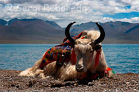 A Yak at the foot of Lake Nam Tso. Namtso is renowned as one of the most beautiful in the mountains Nyainqentanglha. The yak (Bos mutus or Bos grunniens) is a large bovid and woolly coat, native to the mountains of Central Asia and the Himalayas, lives on the steppe and cold desert plateau of Tibet, Pamir and Karakoram, between 4000 and 6000 meters, which is found in both wild and domestic.