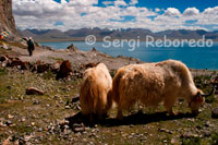 Yaks grazing at the foot of Lake Nam Tso. Southeast of Lake Namtso, is the main peak of the snow-capped mountains Danggula sentences. Surrounded by pastures, the lake looks like a large mirror, with the clear blue sky over the dark blue lake, white snow, green grass, wild flowers of various colors, all this makes a beautiful natural picture. Namtso Lake is abundant in plants for Chinese medicine as the Chinese caterpillar fungus, Fritillaria, and the snow lotus, and several species of fish such as fish and fish fine saw thorn. The lake is a habitat of various wild animals like black bears, wild bull, wild ass, blue sheep and marmots, etc.