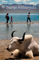 A Yak at the foot of Lake Nam Tso. Or Namtso Lake Nam is one of the most beautiful lakes in Tibet. Located in Damxung County in Lhasa, is located over 4,700 meters, is considered one of the highest lakes in the mundo.Ocupa an area of about 2,000 square kilometers, surrounded by spectacular mountain scenery of Tibet Autonomous Region in China. In the lake are several islands and caves turned into shrines that have for centuries been the destination of Tibetan pilgrims.