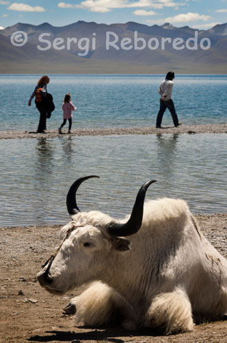 Un Yak a los pies del lago Nam Tso.  El Lago Nam o Namtso es uno de los espejos de agua más bellos del Tibet. Situado en el distrito de Damxung en Lhasa, esta ubicado a más de 4.700 metros de altitud, esta considerado entre los lagos más altos del mundo.Ocupa una superficie de alrededor de 2.000 km cuadrados, rodeado del espectacular paisaje montañoso de la Región Autónoma del Tibet en China. En el lago hay varias islas y cuevas convertidas en ermitas que han sido durante siglos el destino de los tibetanos peregrinos. Iris Reboredo y Cristina Silvente