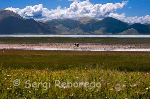 Campos de trigo en el Lago Yamdrok. Este lago es el más importante de China, y uno de los tres mayores lagos sagrados del Tíbet. Tiene una superficie de 638 km² y más de 72 km de largo. El lago está rodeado de muchas montañas cubiertas de nieve y es alimentado por numerosos arroyos, aunque solo tiene un emisario en su extremo occidental. Según la mitología local, el lago Yamdok Yumtso es la transformación de una diosa.