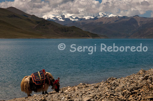 Un Yak pastando a los pies del Lago Yamdrok, también conocido como Yamdok Yumtso. Lago Yamdrok, en tibetano, se llama  Yamdrok Yumtso,  es uno de los tres mayores lagos más sagrados en Tibet, tiene más de 72 km (45 millas) de largo, rodeado por muchas montañas nevadas y es elimentado por numerosos arroyos. Al sur del lago, hay una corriente de salida en su extremo occidental.