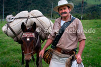 The carrier Marco Fidel Torres with his mule and the typical sign "Goodbye Faltona" in the Nature Valley Cocora. From the town of Salento you can see the imposing Cocora Valley, one of the most beautiful landscape of Quindio, which is nestled between the mountains of the Cordillera Central. A road traverse permie up to a point where there are restaurants that offer delicious trout fished in the area. This valley is crossed by the river Quindío and sets the stage for the practice of natural baths. Predominates in the majestic surroundings of Quindio wax palm, Colombia's national tree growing to 60 meters. Cocora Valley is the entrance to National Park of Los Nevados.