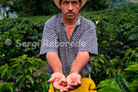 Shown as a collector collects the coffee bean to coffee beans at Hacienda San Alberto. (Buenavista, Quindio). To ensure quality, the efforts of the Colombian coffee growers do not end in their territory. Through the program 100% Colombian roasters from all continents purchase their Colombian green coffee and sell it under their brand 100% Colombian consumers around the world. Each of these brands is made to monitor quality in laboratories, on different continents, to ensure that the product is consistent with the required quality standards and complying with the regulations of guarantee of origin for coffee roasting and packaged by others. The Colombian Coffee can also reach your cup in a cafe or restaurant buys or uses Colombian roasted coffee. Coffee growers in Colombia, seeking to generate greater knowledge about their effort and their origin, have also developed their Juan Valdez coffee shops to promote your product and bring the consumer a friendly message associated with the effort, respect and dedication to drink . You could say that prior to export, a lot of Colombian coffee is to check at various points in which analyzes and evaluates the quality, from farm to port of export. Additionally, through specialized companies and contract laboratories sampling for this purpose, analyzes are performed on every continent of Colombian coffee brands processed and distributed by third parties on all continents. Are held annually around 1,200 a year quality analysis of this type. Colombia has become a world leader in terms of coffee by his obsession to build a system of quality assurance for products ranging from the seed of the tree associated with the work of Cenicafé to cup Coffee 100% Colombian , which reaches millions of consumers around the world.