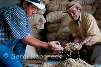 Some workers at the Hacienda San Alberto coffee show dry coffee beans ready for roasting. (Buenavista, Quindio). The purpose of grinding is to reduce the toasted grain size to facilitate extraction of aromas and soluble compounds during preparation of the beverage. Thus, the contact time determines how much water-coffee coffee flavoring material will be removed from the coffee grounds. To avoid excessive under development or extraction of flavor components is necessary to establish the correct size of particles of ground coffee. This is how it is necessary to adjust the mill to ensure this effect. As a rule, prolonged preparation must be supplemented with larger particles (coarser grind) and shorter times with smaller particles (finer grind). Of course, the water quality has a major impact on the final taste of the drink. Water should be transparent and free from patent taints, they should seek to be free of pollutants, or substances such as chlorine, and the mineral content of calcium and magnesium give hardness to the water, are in median proportion (less to 150 ppm expressed as calcium carbonate CaCO3). In this sense, do not use water drawn from deep wells, or chlorinated water â "€ aqueduct waters that have not been filtradasâ" €. In general, the best water (to prevent taste alterations) are bottled. Water temperature during the preparation of the beverage affects the degree of extraction of flavor components of coffee from Colombia. Usually water is used as soon reaches its boiling point. Water at these temperatures releases the aromatic materials more quickly and allows a correct extraction of other soluble in a reasonable time. As a general rule, the temperature should be kept constant throughout the brewing cycle. The relationship between the amount of water per 500 grams of ground coffee used, will determine the density of the beverage and the ability to appreciate. Depending on the country can consume very diluted coffee or coffee concentrate. The following table details the suggested Colombia Coffee for typical consumption in countries like Colombia, northern Europe or North America.