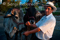 A farmer keeps cattle under cover at sunset near Manizales. Manizales is the capital of Caldas. It is a city in central western Colombia, located in the Central Cordillera of the Andes, near the Nevado del Ruiz. It is part of the call and the call paisa region Golden Triangle, has a population of 430,389 inhabitants according to official population projections for 2011, its metropolitan area encompassing the municipalities of Manizales, Neira, Villamaria, Palestine and Chinchiná comes to a population of 768,200 inhabitants. It belongs, along with Risaralda, Quindio, the North Valley and southwestern Antioquia of Colombian coffee. Founded in 1849 by settlers from Antioquia, today is a city with economic, industrial, cultural and turísticas.4 of cultural activity is to highlight the Manizales Fair and the International Theatre Festival of Manizales. Manizales is called the "City of Doors Open" thanks to the friendly people. Also known as "Manizales of the Soul" because of a pasodoble bull that bears his name and as "The World Capital of Water" by its large water resources.