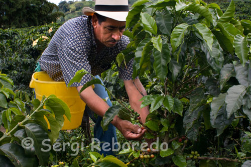 A farmer collects the coffee in the San Alberto. (Buenavista, Quindio). San Alberto captures the work of a family for over 35 years has worked with passion and dedication to offer the world achieve the best fruits of a blessed land. In 1972 Gustavo Leyva Monroy buy the Hacienda La Alsace, and it acquires the name of St. Albert, in honor of his son Gustavo Alberto, who died in a plane crash. There is no absolute certainty about the conditions under which coffee came to Colombia. The historical evidence indicate that the Jesuits brought seeds of grain to New Granada in 1730, but there are different versions about it. Tradition says that the coffee beans arrived from the east, carried by a traveler from the Guianas and through Venezuela. The earliest written evidence of the presence of coffee in Colombia is attributed to the Jesuit priest José Gumilla. In his book The Orinoco Illustrated (1730) recorded its presence in the mission of St. Teresa of Tabajé, near the mouth of the Meta River in the Orinoco. The second written testimony belongs to the Archbishop-Viceroy Caballero y Gongora (1787) who in a report to the Spanish authorities recorded its cultivation in regions near Girón (Santander) and Muzo (Boyaca). The first coffee crop grown in the east of the country. In 1835 came the first commercial production and the record shows that the first 2,560 bags were exported from the office of Cucuta, on the border with Venezuela. According to testimony at the time attributed to Francisco Romero, a priest during confession imposed by the parishioners of the population of Salazar de las Palmas penance to plant coffee, a big boost in spreading the cultivation of grain in this area of the country. These seeds have allowed the presence of coffee in the departments of Santander and Norte de Santander, in the northeast of the country, and their subsequent propagation, since 1850, toward the center and west through Cundinamarca, Antioquia and the area of Old Caldas (see map Arrival and expansion of coffee in Colombia).