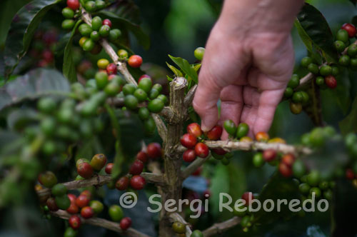 Collection of coffee in the San Alberto. (Buenavista, Quindio). Café San Alberto has a unique flavor and aroma, thanks to the excellent geographical and climatic qualities of his estate producer, located in Buenavista, Quindio, 1500 meters from sea level. Winds converge there Quindío hot and cold valley of the Cordillera Central of Colombia. 100% of production comes from St. Albert Coffee fruits of the land of the Treasury, which also runs the selection process of the Quintuple. As you can see, coffee is grown in Colombia in the different aspects of the three branches of the Andes Mountains and the Sierra Nevada de Santa Marta, which run the entire country from the Caribbean coast, the north to the Colombia's border with Ecuador in the south. However, in practice, the growing and harvesting coffee extend in an area ranging between 850,000 and 900,000 acres. Other areas that could produce coffee are dedicated to the maintenance of natural forests and other agricultural activities. If you want to learn more about the regions and people who grow coffee in Colombia please visit the land of coffee. Other environmental factors associated with the temperature at the growing crop are also critical to obtaining a high quality beverage. The proximity to the equator generates an exposure to solar radiation influences the average temperatures recorded in the mountainous slopes of Colombia. In these special conditions is recorded the existence of microclimates and conditions conducive to growing high quality coffee. High in the tropics are average temperatures, without extreme variations during the year.