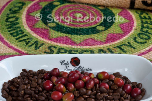 Different coffee beans, before and after roasting in the San Alberto. (Buenavista, Quindio). Café San Alberto, in order to ensure great taste and distinctive, that capitalizes on the best features of terroir, is produced under the requirements of the Fivefold Selection. This process was designed in the San Alberto. It is a manual process where each grain to be used for the preparation of roasted St. Albert goes through five stages of selection. Thus guarantees unbeatable tasting coffee, distinctive and consistent. Step 1: Collect ripe fruit at its ripest. Step 2: Manual selection and disposal of green fruits, overripe and defective. Step 3: Manual selection of healthy almonds and top quality for drying Step 4: Select green beans according to size Step 5: Selecting the best lot by trial cup, in which the coffee taster test to ensure that indeed the lot will be roasted faithful representation of the characteristics and attributes of the Café San Alberto. The thermal regime, governed by the altitude in Colombia associated with mountains rising over 5,000 meters high, allows the average temperature where coffee is grown in a favorable range vary from 18 ° to 24 ° C. Under these temperatures makes feasible the cultivation of coffee and prevents the occurrence of frost. Therefore, in the Colombian Coffee Region, temperatures are within the optimal range for growth of coffee, without actually experiencing extreme values (very hot or cold) to stop normal development functions. The contrasts in temperature during the day and temperature throughout the year also favor the generation of sugars and other compounds in coffee beans that develop during industrialization, valued attributes such as acidity and a balanced body.    