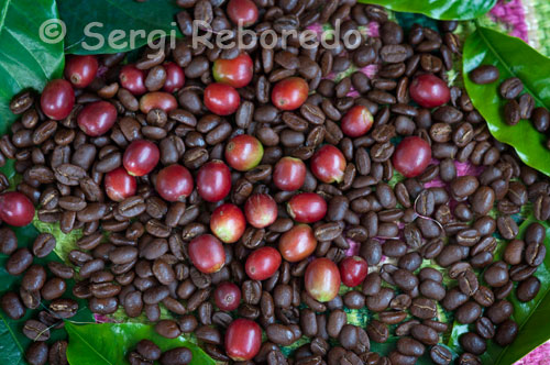 Coffee grounds and others who have not been roasted in the coffee. The coffee is not only the site where there is half the exquisite Colombian coffee, but is also the second tourist destination of Colombia, after the Atlantic coast. The three departments that make it up-Caldas, Risaralda and Quindio ecoregion-up a beautiful wavy green mountains, where the coffee is just dotted with simple accommodations and exciting recreational places. About 300 farms offer accommodation in the area. Many are in operation, and several have received an award from the Coffee Club Estates: one or two grains that double stars. Some retain the colonial facades and offer rides for their crops of coffee and nuts, which are then transformed into delicious dishes and refreshments. Nature seems endless until one or other population obstructs the view. These obstacles are, respectively: Manizales, the center of academia and culture; Pereira, owner of the trade and nightly entertainment, and Quindio main target area for its tourism and environmental stress. For Quindío let's start, because there are theme parks and coffee farming culture, the infallible promise of fun.
