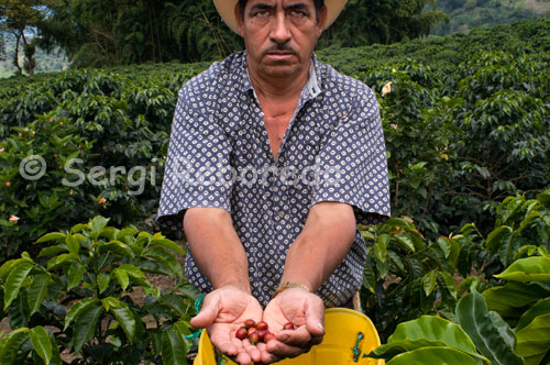 Un recolector muestra como se recolecta el café grano a grano en la Hacienda cafetera San Alberto. (Buenavista, Quindío). Para asegurar la calidad, los esfuerzos de los cafeteros colombianos no terminan en su territorio. A través del Programa 100% Colombiano empresas tostadoras de todos los continentes compran su café verde colombiano y lo venden bajo sus marcas 100% colombiano a consumidores en todo el mundo. A cada una de estas marcas se le hace un seguimiento de calidad en laboratorios de calidad, en diferentes continentes, para asegurar que el producto es consistente con los estándares de calidad requeridos y que cumple con las regulaciones de garantía de origen para el café tostado y empacado por terceros. El Café Colombiano también puede llegar a su taza en una cafetería o restaurante que compre o utilice café tostado colombiano. Los cafeteros de Colombia, buscando generar mayor conocimiento sobre su esfuerzo y su origen, también han desarrollado sus tiendas de café Juan Valdez con el fin de promocionar su producto y llevar al consumidor un mensaje amable asociado con su esfuerzo, respeto y dedicación por la bebida. Se puede decir que antes de la exportación, un lote de café colombiano se va a verificar en varios puntos en donde se analiza y evalúa su calidad, desde la finca hasta el puerto de exportación. Adicionalmente, a través de compañías especializadas de muestreo y laboratorios contratados para tal efecto, se realizan análisis en todos los continentes de marcas de café colombiano procesadas y distribuidas por terceros en todos los continentes. Anualmente se realizan alrededor de 1,200 análisis de calidad al año de este tipo. Colombia se ha convertido en un referente mundial en términos de café por su obsesión por construir un sistema de aseguramiento de la calidad para su producto que va desde la semilla del árbol, asociada con el trabajo de Cenicafé, hasta la taza de café 100% Colombiano, que llega a millones de consumidores en todo el mundo. 