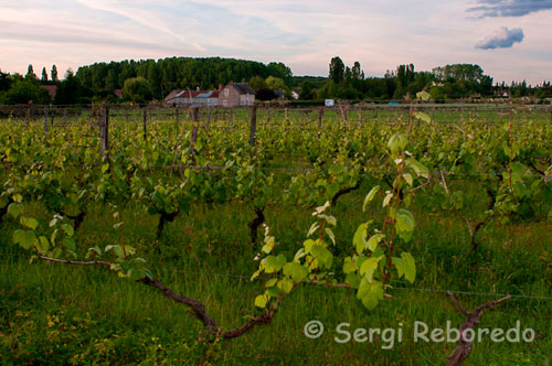Vineyards near Chevery.