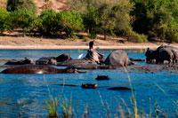From Victoria Falls is possible to visit the nearby Botswana. Specifically Chobe National Park. Hippos are massive creatures usually seen bobbing in the water or heard making a deep laughing-type noise -- an eerie sound at night.  They graze on land but generally do so when it's dark.  It's rare to see a hippo walking about during the day and when you do it's usually because they're starving. This photo was taken on the banks of the Chobe River.  We were going on a cruise of the river, enjoying the breeze and seeing hundreds of elephants come to the water for a drink and a dip, or even a mud-bath.  And then there they were.  About a dozen hippos foraging on the grass of an island.  It was near the end of the dry season and vegetation was very limited, hence the reason they emerged from the water during the day.  