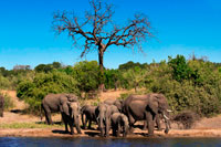 From Victoria Falls is possible to visit the nearby Botswana. Specifically Chobe National Park. Chobe - The Elephant Capital of Africa. Massive elephant populations, riverboat safaris, sunset cruises, riverfront safari lodges and top quality game drives have firmly positioned the Chobe National Park as a “must visit” destination for any enquiring safari enthusiast. Chobe National Park is famous for its elephants. The latest enquiry into the elephant population estimates it to be 120,000 - the highest elephant concentration in Africa and the largest continuous surviving elephant population on Earth. The elephants in the Chobe are Kalahari Elephants and are the biggest size of any elephant, but this doesn't deter the Chobe lions which are famed for being able to bring down elephants, something most lions would not even bother to attempt.  The majority of our handpicked luxury safari lodges front onto the Chobe River and offer sunset river safaris along the Chobe River. The game viewing from the river is outstanding with the huge diversity of Chobe’s wildlife accessible from a different perspective to stimulate the enquiring mind and brook a new perspective on our fragile earth. 
