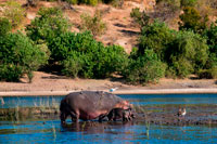 From Victoria Falls is possible to visit the nearby Botswana. Specifically Chobe National Park. Hippos in Chobe River. The Chobe national park is one of the most game rich national parks in Africa and in our opinion you have more photographic opportunities per game drive than anywhere else. The Chobe is also very accessible from Johannesburg as Air Botswana and SA Airlink have regular flights which take around two hours each way. The Chobe River rises in the Angola from which it travels under it's Hambukushu name, Kwando. It becomes the Linyanti (named by the Subiya) as it reaches Botswana and finally becomes the Chobe at the border post of Ngoma.  The Chobe runs along the northern border of Botswana, meeting the Zambezi and tumbling over the fault-line of Victoria Falls.  Towards the end of it's journey, the river becomes a twisting, broad arm of water snaking its way through swampland.  The Chobe National Park rests on its banks at this point and is home to a huge number of herbivores, especially elephant.  The wide banks and sweet grass attract plains game of all sorts; of particular interest are the swamp antelope, red lechwe.  The birdlife here too is extraordinary. Hippos are known to wander great distances at night in search of food. In Botswana I observed a Hippo that had wandered too far from the Linyanti system one night and ended up in the Savuti Marsh area. Its time of arrival in Savuti coincided with a water crisis. 
