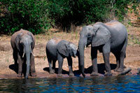 From Victoria Falls is possible to visit the nearby Botswana. Specifically Chobe National Park. Chobe National Park. The Chobe National Park is located in the Northern part of Botswana and comprises an area of approximately 11 000 km². The park lies along the Chobe River, which borders Botswana and Namibia. The Chobe National Park is the second largest park in Botswana and is known for its superb game viewing all year round as it has one of the largest populations of game on the African continent. Chobe is probably most well known for its impressive herds of African Elephants. The Chobe River supports the largest concentration of elephant found anywhere in Africa and it is not uncommon to encounter herds in excess of a hundred. The Chobe River has its origins in Angola, where it is known as the Kwando River. When it enters Botswana, the Kwando River becomes the Linyanti and then near Ngoma Gate it becomes the Chobe River. The Chobe River meets up with the Zambezi River near Kazangula at the border of Botswana. Guests are able to fish for tigerfish and bream in both the Chobe and Zambezi Rivers, which undoubtedly are the premier tigerfishing waters in Africa. The most remarkable feature of the Chobe National Park is its huge concentration of elephants. Chobe National Park hosts the largest surviving elephant populations in the world, currently estimated to exceed 120,000. 